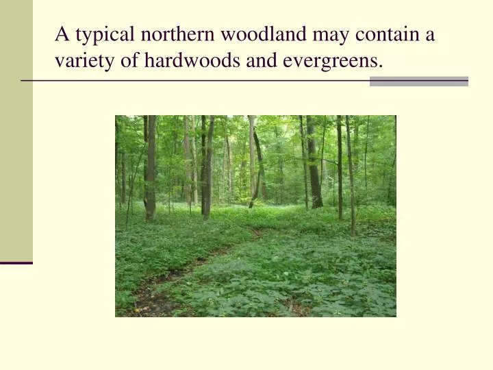 a typical northern woodland may contain a variety of hardwoods and evergreens