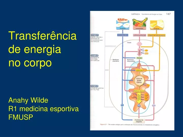 transfer ncia de energia no corpo anahy wilde r1 medicina esportiva fmusp