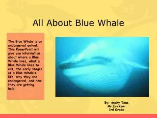 All About Blue Whale
