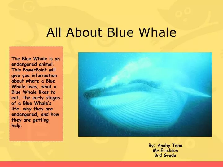 all about blue whale