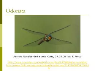 odonata