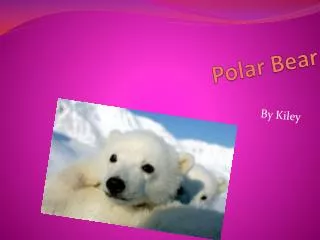 Polar Bear