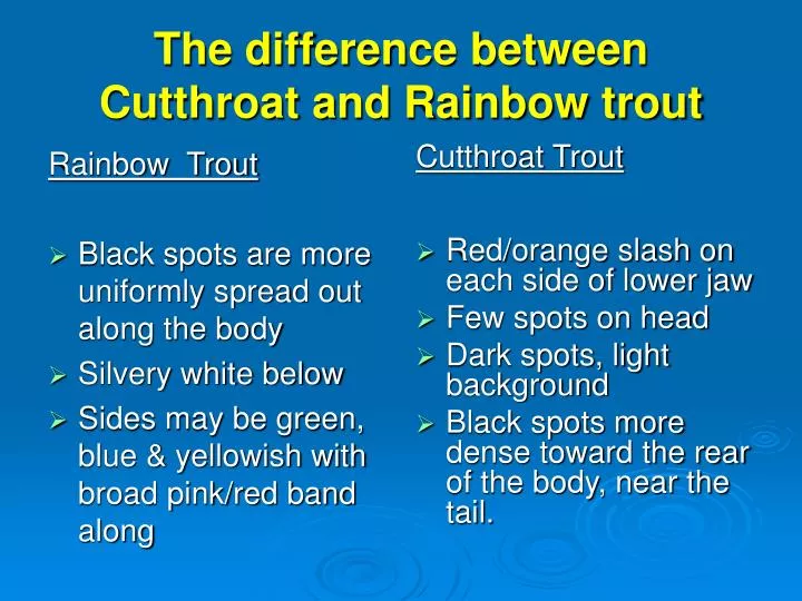 the difference between cutthroat and rainbow trout