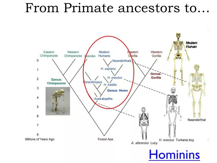 from primate ancestors to