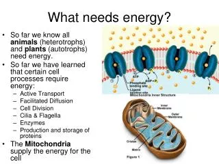 What needs energy?