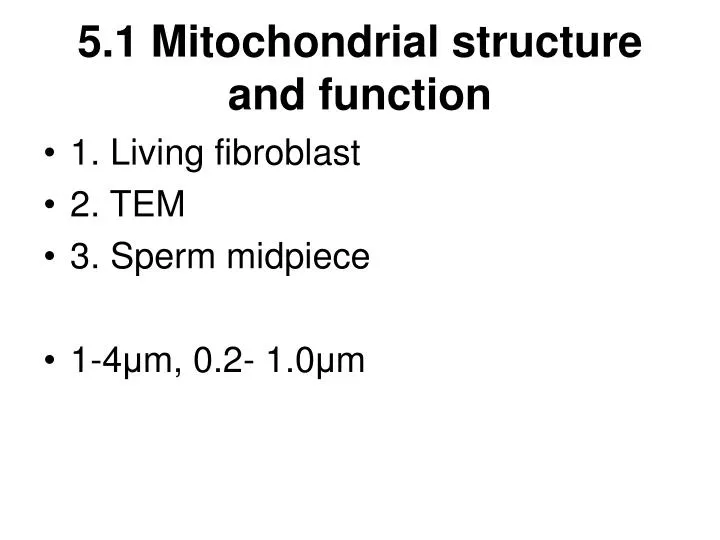 5 1 mitochondrial structure and function