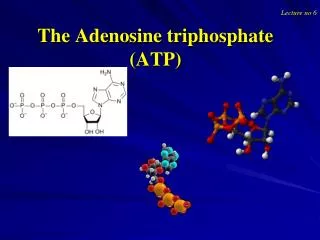 The Adenosine triphosphate (ATP)
