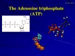 The Adenosine triphosphate (ATP)