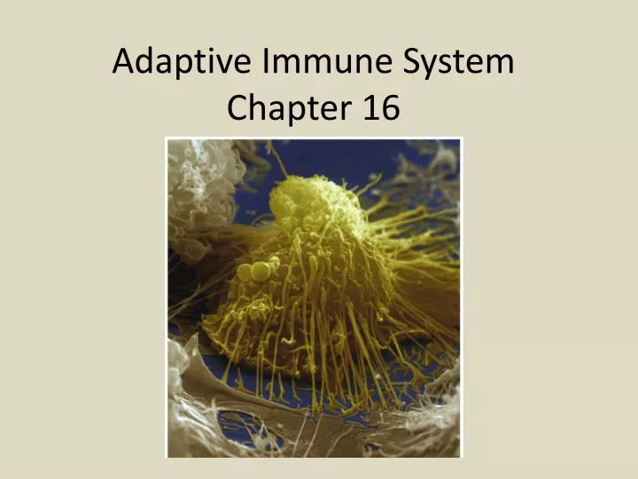 adaptive immune system chapter 16