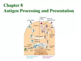 Chapter 8 Antigen Processing and Presentation