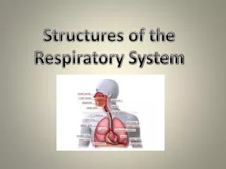 Structures of the Respiratory System