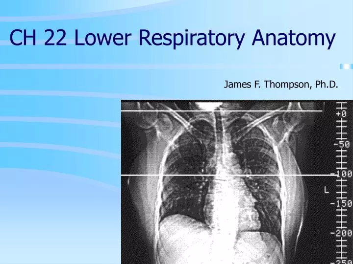 ch 22 lower respiratory anatomy