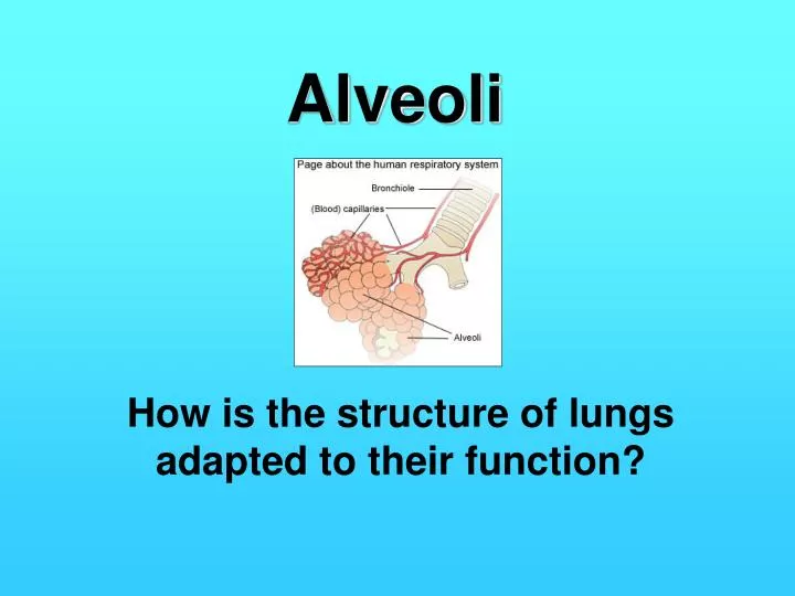 alveoli