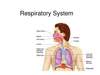 Respiratory System