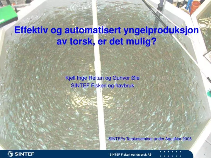 effektiv og automatisert yngelproduksjon av torsk er det mulig