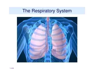 The Respiratory System