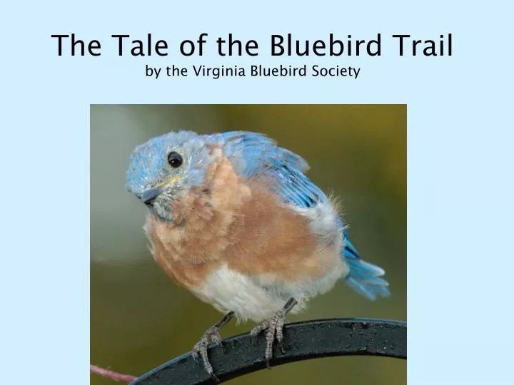 the tale of the bluebird trail by the virginia bluebird society