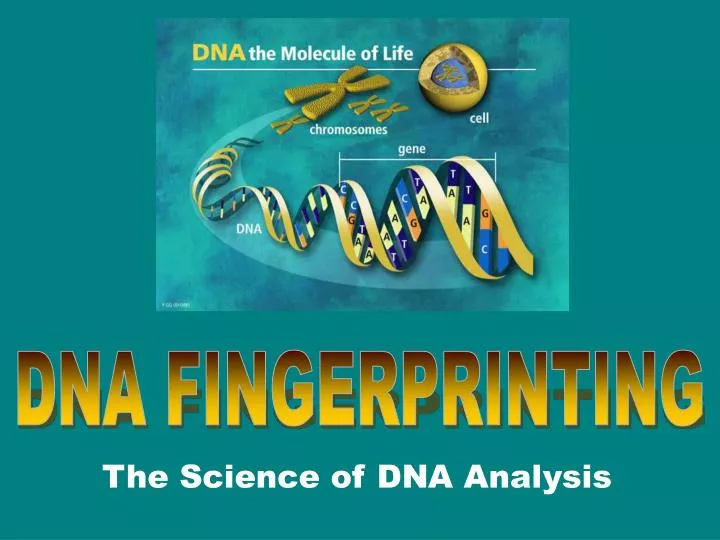 the science of dna analysis