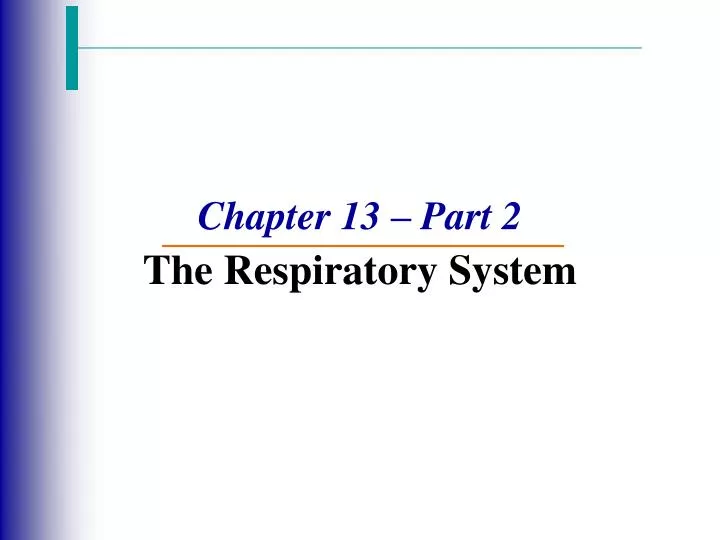chapter 13 part 2 the respiratory system
