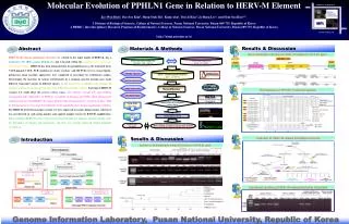 Molecular Evolution of PPHLN1 Gene in Relation to HERV-M Element