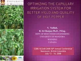 Optimizing the capillary irrigation system for better yield and quality of hot pepper