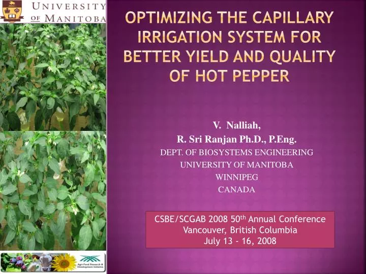 optimizing the capillary irrigation system for better yield and quality of hot pepper