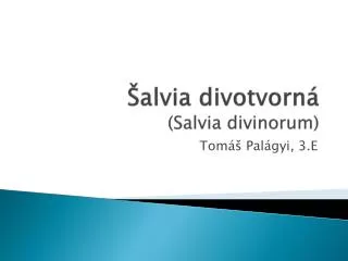 alvia divotvorn salvia divinorum
