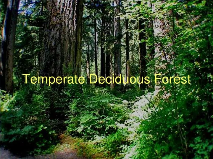 temperate deciduous forest