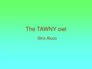 The TAWNY owl