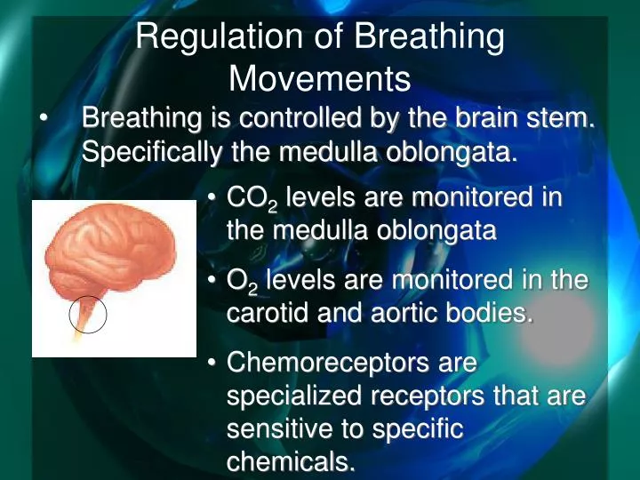regulation of breathing movements