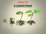 PROJETO A SEMENTINHA - slide 1