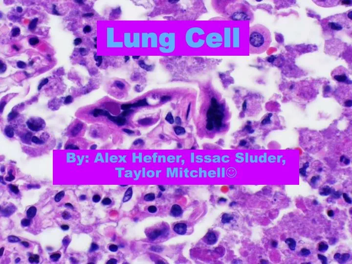 lung cell