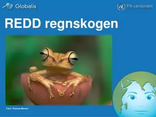redd regnskogen