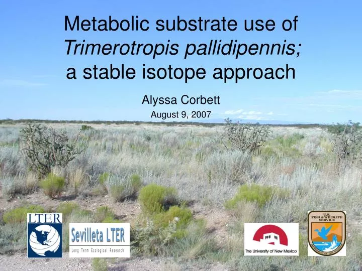 metabolic substrate use of trimerotropis pallidipennis a stable isotope approach