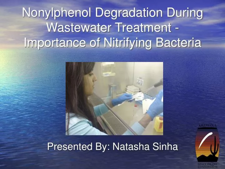 nonylphenol degradation during wastewater treatment importance of nitrifying bacteria