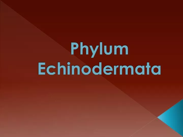 phylum echinodermata