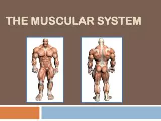 The Muscular System