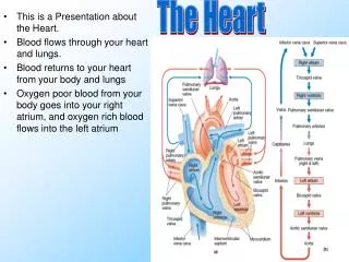 This is a Presentation about the Heart. Blood flows through your heart and lungs.