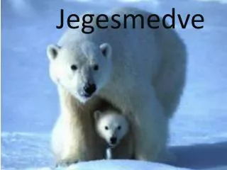 jegesmedve