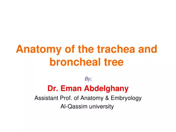 anatomy of the trachea and broncheal tree
