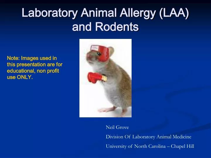 laboratory animal allergy laa and rodents