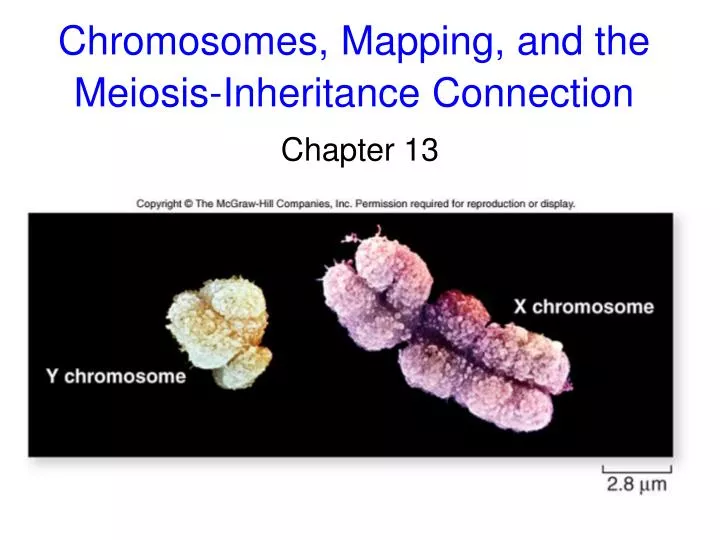 chromosomes mapping and the meiosis inheritance connection