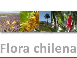 flora chilena