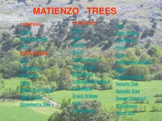 MATIENZO TREES