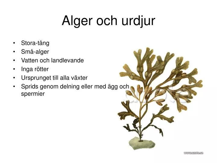 alger och urdjur