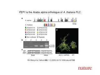 RH Wang et al. Nature 458 , 1-5 (2009) doi:10.1038/nature07988