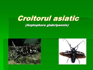 Croitorul asiatic