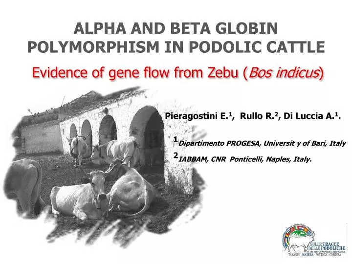 alpha and beta globin polymorphism in podolic cattle
