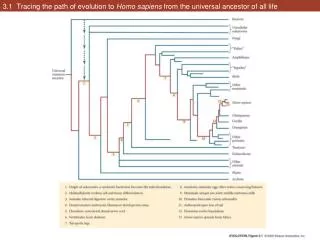 3.1 Tracing the path of evolution to Homo sapiens from the universal ancestor of all life