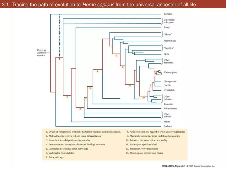 3 1 tracing the path of evolution to homo sapiens from the universal ancestor of all life